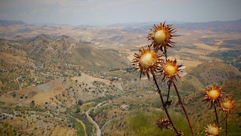 Featured image for Agntmax Com article