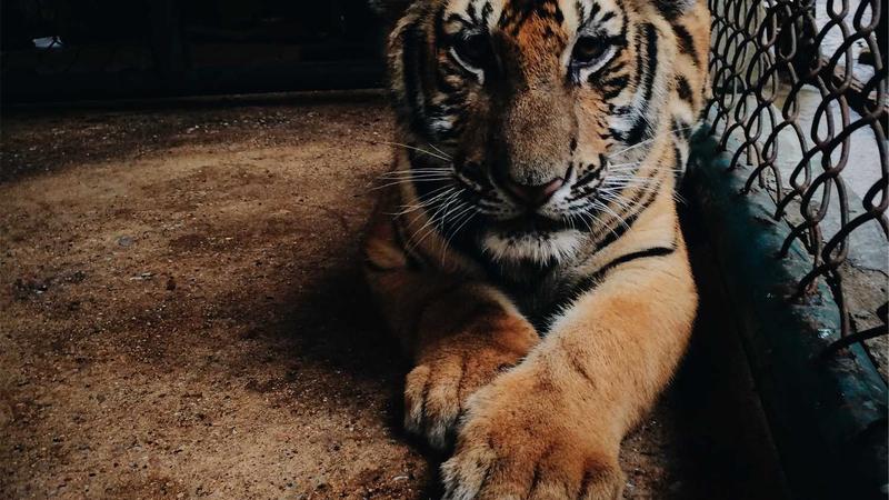 Featured image for Agntmax Com article